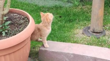 Zencefilli kedi bahçede oturuyor.