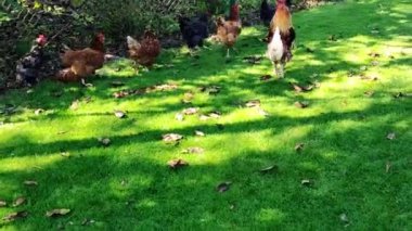 Çimlerden korkan, koşan tavuklar