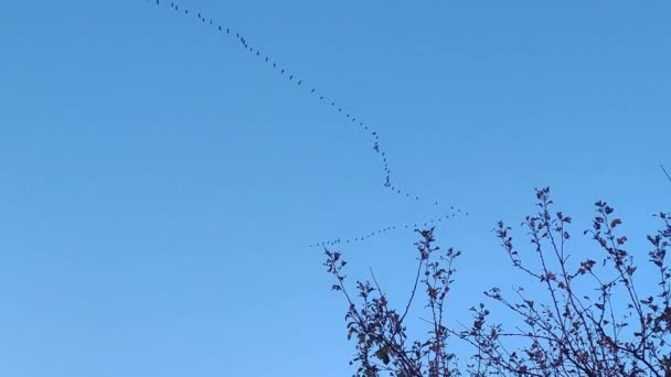 Migrasi Burung Liar Terbang Dalam Kawanan Burung Terbang Dalam Formasi — Stok Video