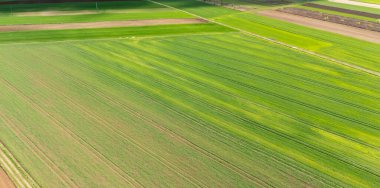 Tarım manzarasını vurgulayan çeşitli desenleri ve dokuları gösteren yemyeşil alanlar, güzellik ve kırsal sükuneti gündüz göstermektedir..