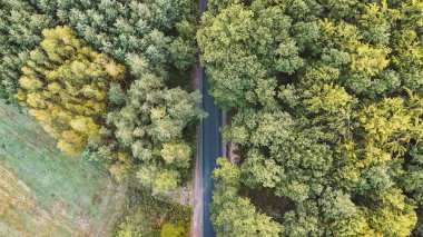Sonbahar boyunca gür ağaçlarla çevrili sakin bir yolun havadan görünüşü doğa ve seyahat temaları için mükemmel yeşil ve sarı yaprakların canlı bir karışımını sergiliyor..