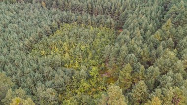 Yoğun bir ormanın havadan görünüşü çeşitli yeşil çam ağaçları ve sonbaharda doğanın güzelliğini gösteren dağınık sarı yapraklar gösteriyor..