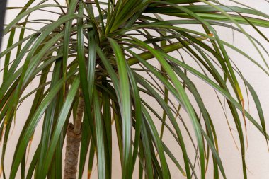 Uzun yeşil yapraklı kapalı alan bitkisi çevreye tazelik katar. Ev dekorasyonu ve iç tasarım için mükemmel sükunet ve estetiği geliştirir..