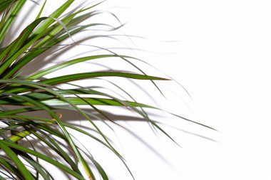 Canlı yeşil bir bitki beyaz bir arka plana karşı tasvir edilir ve uzamış yaprakları taze ve doğal bir atmosferi çağrıştıran zarif bir şekilde uzanır..