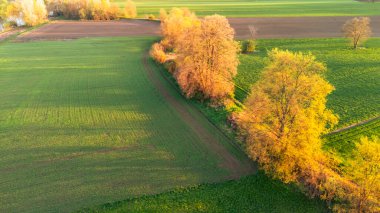 Canlı yeşil tarlalar ve gün doğumunda kısmen ağaçlık araziler. Altın ağaçlar yollar boyunca uzanır ve bereketli çevreye güzel bir zıtlık sağlar..