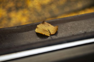 Kurumuş sarı bir yaprak pencere pervazında durur ve sonbahar güzelliğinin özünü yakalar. Bulanık arka plan, mevsimsel atmosferi yükselten canlı sonbahar yapraklarına sahip..