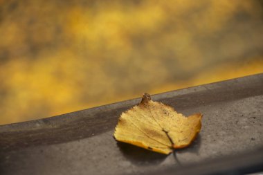 Tek bir sarı yaprak, sonbaharın özünü yakalayan metalik bir yüzeyde duruyor. Bulanık arka planda sıcak altın renkler mevsimsel bir atmosfer yaratıyor..