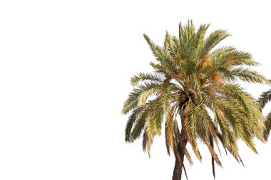 Bereketli yeşil yapraklı canlı bir palmiye ağacı temiz beyaz arka planda tropikal bir atmosfer sunar. Bu görüntü rahatlama ve yaz titreşimlerini çağrıştırıyor..