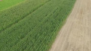 Mısır tarlalarının ve hasat edilen toprağın insansız hava araçları, yaz kırsal tarım ve tarım kavramları..