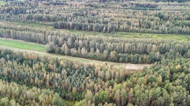 Çeşitli ağaçlarla dolu yemyeşil ormanın havadan görünüşü mevsimsel renk değişikliklerini gösteriyor. Büyüleyici manzara, doğanın güzelliğini ve sükunetini gösteriyor..
