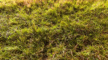 Parlak bir güneş ışığı altında canlı yeşil çimen alanı huzurlu bir manzara yaratır. Açık hava ortamlarında güzellik ve sükunet sergilemek için mükemmel..