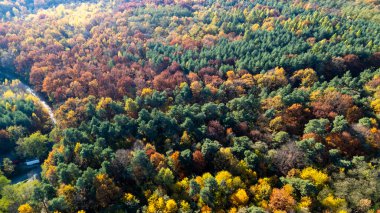 Yoğun bir ormanın havadan görünüşü, kırmızı sarı ve yeşil gibi sonbahar renklerinin canlı bir karışımını sergiliyor. Sahne, sonbaharda dönüşümdeki doğanın güzelliğini yakalar..