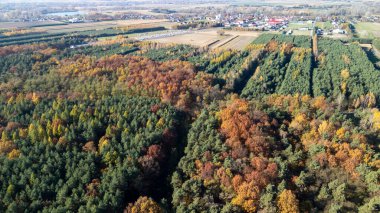 Sonbaharda verimli ormanların hava görüntüsü canlı turuncu, kırmızı ve yeşil yapraklar kırsal bir bölgede sonbahar mevsiminde doğanın güzelliğini vurguluyor..