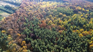 Canlı bir ormanın havadan görünüşü zengin sonbahar renklerini gösteriyor ve mevsimsel dönüşümlü yeşil ve yaprak döken ağaçların bir karışımını gösteriyor. Doğa projeleri için ideal.