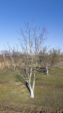 Çıplak bir ağaç, açık mavi gökyüzünün altındaki yeşil bir tarlada mevsimlerin geçişini ve kışın doğanın güzelliğini temsil eder..