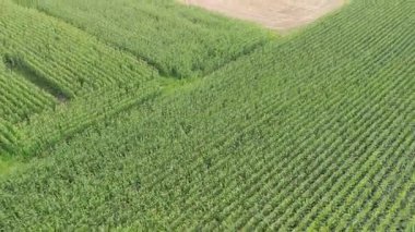 Mısır tarlalarının ve hasat alanlarının insansız hava aracı görüntüsü, kırsal kesimdeki yaz tarlaları.