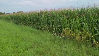 Mavi gökyüzü olan yüksek mısır bitkilerinin zemin seviyesinde manzarası, kırsal kesimdeki yaz tarlaları..