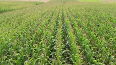 Yeşil mısır bitkilerinin insansız hava araçları tarım arazileri, tarım ve kırsal yaz sahnelerinde sıra oluşturuyorlar..
