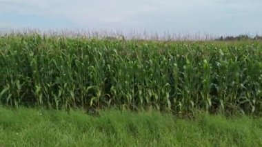 Mısır tarlası sınırının zemin katı manzarası, yeşil mahsullü kırsal tarım ve yaz gökyüzü.