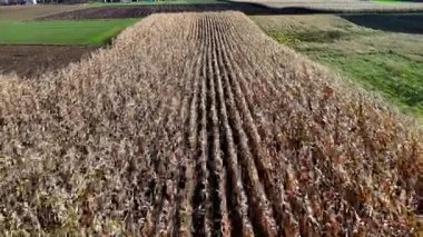 Sonbaharda hasat edilen mısır tarlasının hava aracı görüntüsü, geometrik desen oluşturan altın kuru bitkiler..