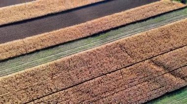 Çizgili sonbahar tarım arazilerinin tepeden tırnağa görüntüsü, güneş ışığındaki geometrik tarım manzarası.