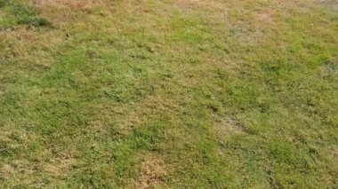 Yukarıdan alınmış yeşil ve kuru çimenli bir bahçenin havadan görünüşü..