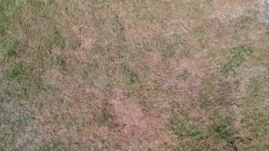 Arka bahçedeki canlı yeşil çimlerin yukarıdan aşağıya görüntüsü, çimen dokusunu gösteriyor..