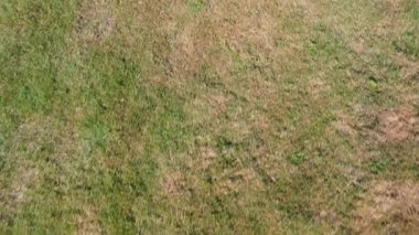 Sağlıklı yeşil çimenleri olan bir arka bahçenin havadan yakın çekimi ince doku detaylarını yakalıyor..