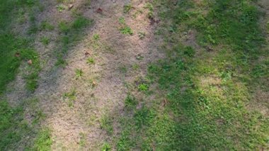 Güneş ışığı ve kuru çimlerin olduğu bir çimenliğin havadan yukarıdan aşağı görüntüsü.