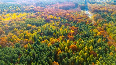 Sonbaharda renkli bir ormanın havadan görünüşü yeşil ve portakal ağaçlarının karışımıyla canlı yapraklar sergiliyor. Doğayla ilgili projeler ve temalar için ideal.