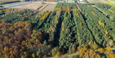 Canlı orman manzarası sonbahar renklerini sergiliyor yeşil çam ağaçları ve turuncu yaprakların karışımı kırsal alanda tarımsal alanlarla çevrili..