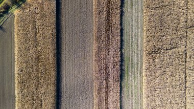 Tarım alanlarının havadan görünüşü düzenli sıralanmış sıraları ve tarımın verimliliğini yansıtan parlak güneş ışığı altında büyümenin çeşitli aşamalarındaki ekinleri gösteriyor..