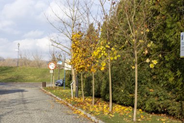 Sonbahar sahnesinde parlak sarı yapraklı ağaçlar kaldırım taşı yolu kaplıyor. Görüntü, sonbaharın özünü bulutlu bir gökyüzü ve arka planda sokak işaretleriyle yakalıyor..