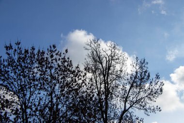 Açık mavi gökyüzüne karşı seyrek yaprakları olan siluetli ağaçlar sakin bir açık hava sahnesini yakalıyor. Doğa temaları ve çevresel bağlamlar için ideal.