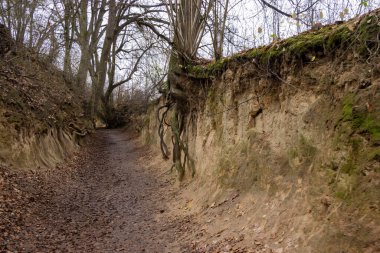 Kazimierz Dolny 'deki Kök Vadisi' nde uzun kumtaşı uçurumları ve bereketli bitki örtüsüyle çevrili sakin bir yürüyüş yolu bulunuyor..