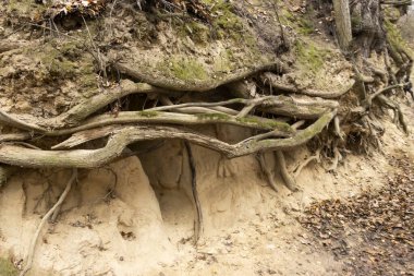 Kazimierz Dolny 'deki Kök Vadisi doğal çevre temaları için mükemmel bir ekosistem kompleksi ve toprak sergilenen doğayla iç içe geçmiş ağaç köklerine sahiptir..