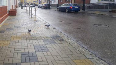 Rzeszow Polonya - 16 Kasım 2025: Islak kaldırımda gezinen iki güvercin hareketli bir şehir ortamında kentsel yaşamı ve doğal unsurları gözler önüne seriyor.