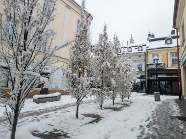 Rzeszow Polonya - 22 Kasım 2025: Mevsim için dekore edilmiş binalarla çevrili sakin bir caddede karla kaplı ağaçların oluşturduğu kış sahnesi.