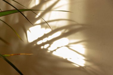 Güneş ışığı, yeşil yaprakların yumuşak gölgelerini bej bir duvarın üzerine serin bir atmosfer yaratarak iç mekanda sükuneti ve doğayı güçlendirir..