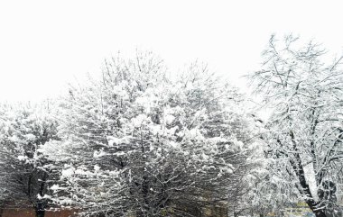 Karla kaplı ağaçlar parlak bir kış gökyüzünün altında parlayarak sakin bir manzara yaratırlar. Bu sakin sahne, kışın doğanın güzelliğini ve sakinliğini çağrıştırıyor..