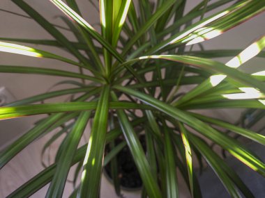 Güneş ışığıyla aydınlanan uzun ince yapraklı yemyeşil bir bitkinin yakın görüntüsü. Kapalı alanda yakalanan bu canlı bitki örtüsü her yere hayat ve tazelik katar..