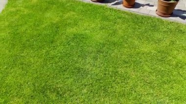 Bir insanın gölgesi yeşil çimenler ve parlak gün ışığı altında beton bir yol boyunca uzanır. Çimen yüzeyinde hafif bir hareket yer değiştiren dokular yaratır.