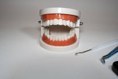 Diş modelinde insan dişleri ve diş etleri eğitim amaçlı diş aletleriyle sergileniyor. Tıbbi ortamlarda diş hekimliği dersleri ve ağız sağlığı için yararlı bir görsel..