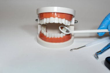 Eğitim bağlamında gösterilen insan dişleri modeli diş hijyen tekniklerini gösteriyor. Uygun oral bakım uygulamalarını göstermek için bir diş aracı konumlandırılmıştır.