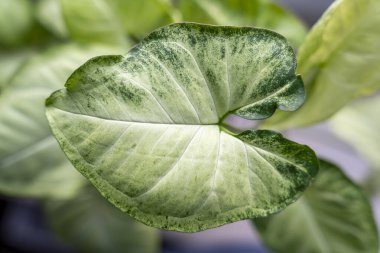 Close-up of a vibrant green leaf with variegated patterns. Ideal for nature gardening and botanical themes. Showcases natural beauty and texture in plant life.