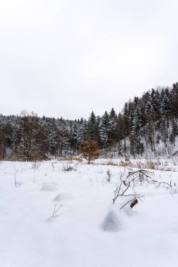 Yeşil çam ormanlarıyla çevrili kışın ortasında yapayalnız bir ağacın olduğu karla kaplı bir manzara. Bu dingin ortam huzuru ve doğal güzelliği çağrıştırıyor..