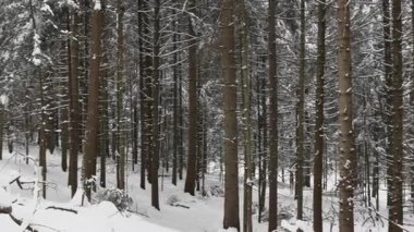 Uzun ağaç gövdeleri ve karla kaplı zemini olan yoğun kış ormanı, sakin orman manzarası doğal kış arka planı ve barışçıl açık hava ortamı yaratıyor..