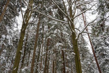 Karla kaplı ağaçlar kış gökyüzüne karşı yükselir ve sakin bir orman atmosferi yaratır. Doğa severler için ideal kış manzaraları ve açık hava aktiviteleri.