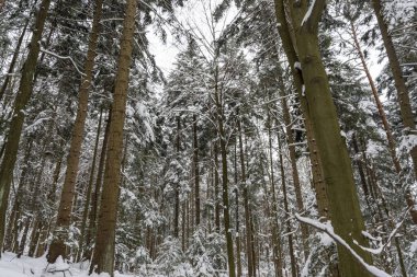 Uzun çam ağaçlarının kış gökyüzüne uzandığı karla kaplı orman sahnesi. Sakin atmosfer, soğuk hava koşullarında huzurlu bir ormanlık alanda doğanın güzelliğini gösteriyor..