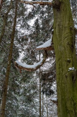 Kış ormanlarında karla kaplı bir ağaç dalının yakın çekimi, çevrenin doğal güzelliğini gözler önüne seriyor. Bu sahne bereketli bir ormandaki sakin bir kış atmosferini yakalar..